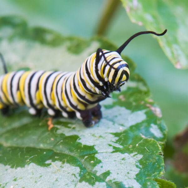 A monarch caterpillar with its head elevated crawls on a green leaf