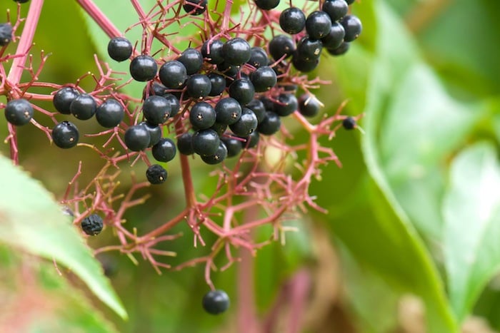 A bunch of elderberries on the vine.