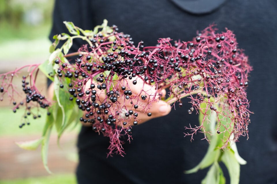 A woman holds a stem full of elderberries.