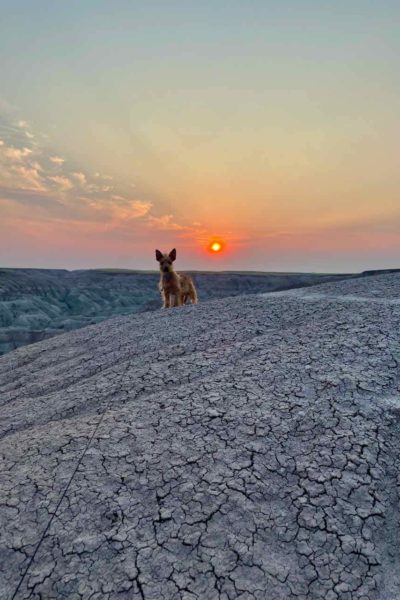 A dog stands on a hill in front of a pink setting sun in the distance.