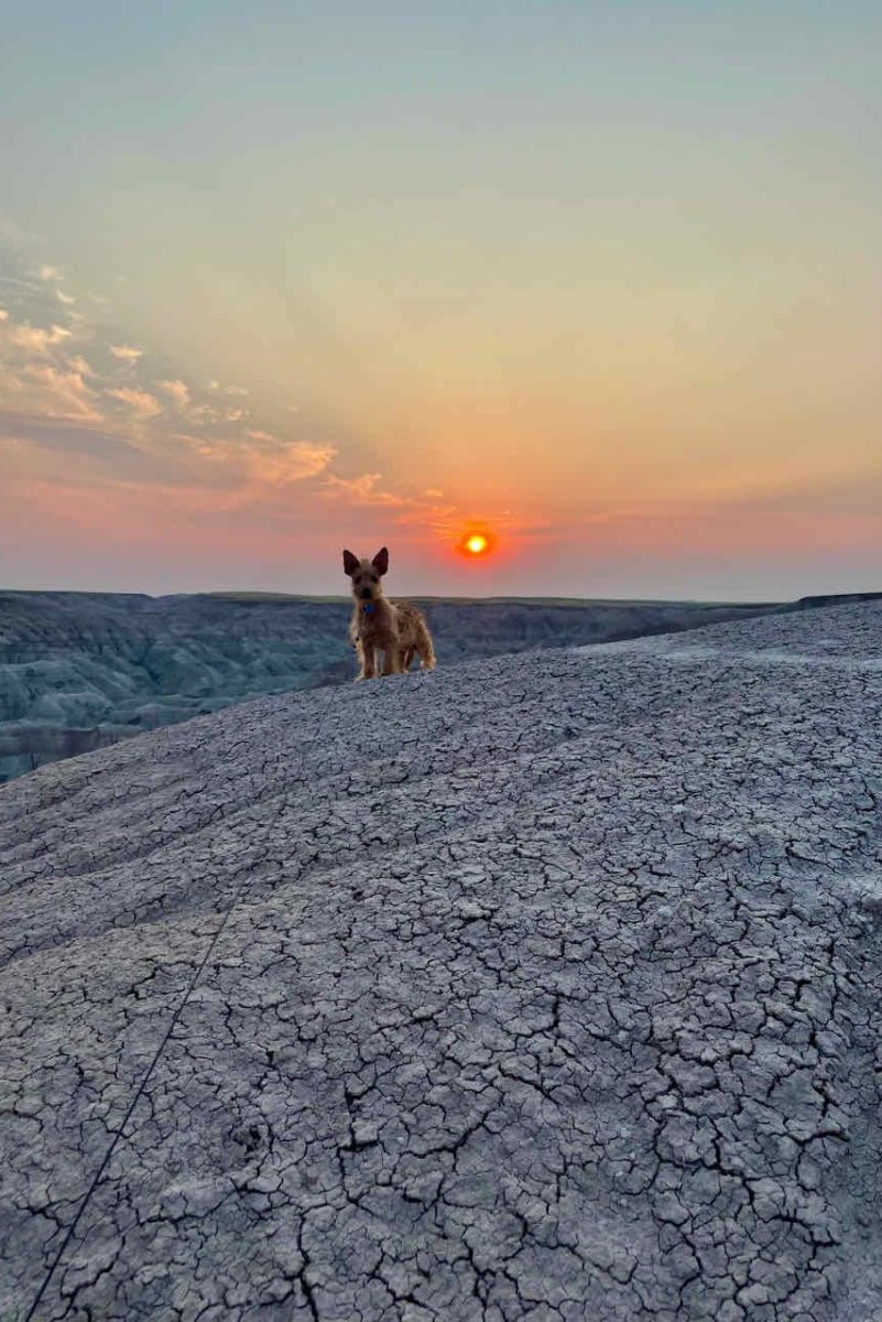 A dog stands on a hill in front of a pink setting sun in the distance.
