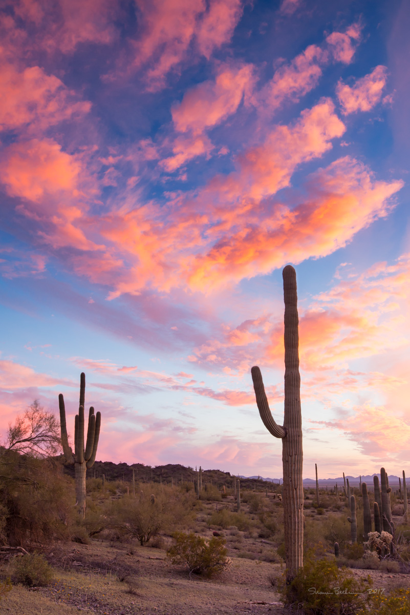 Suguaros are in a field with blue skies and bright pink clouds behind them.