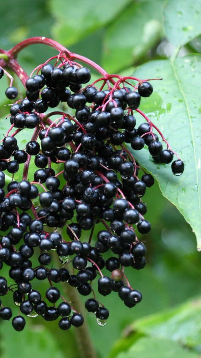 Clusters of small, black berries with red stems, surrounded by green leaves and drops of water.