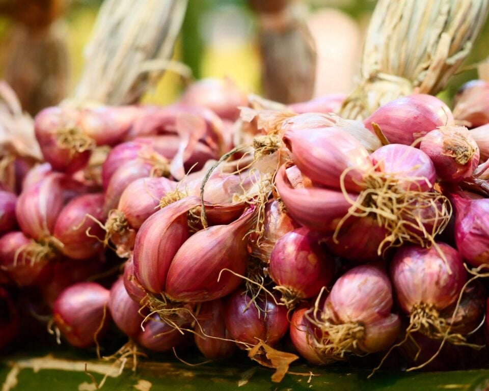 Looking at the root end of rosy pink shallots.