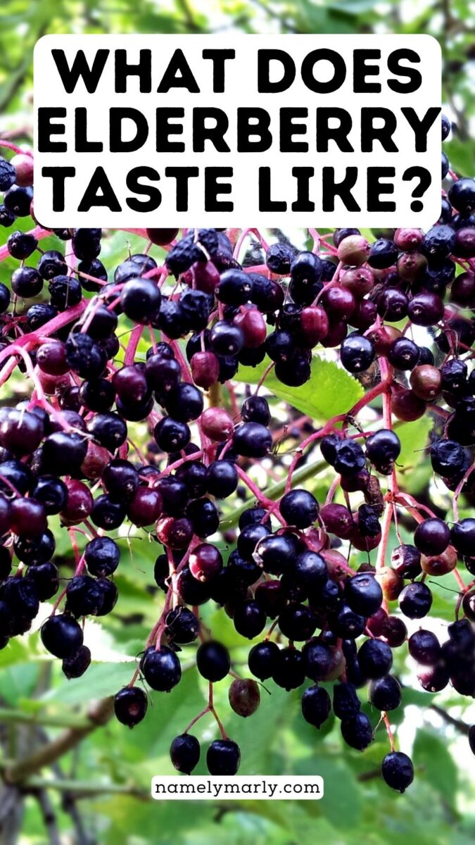 A bunch of elderberries are growing on the vine with green leaves behind it. The text reads, What Does Elderberry Taste Like?
