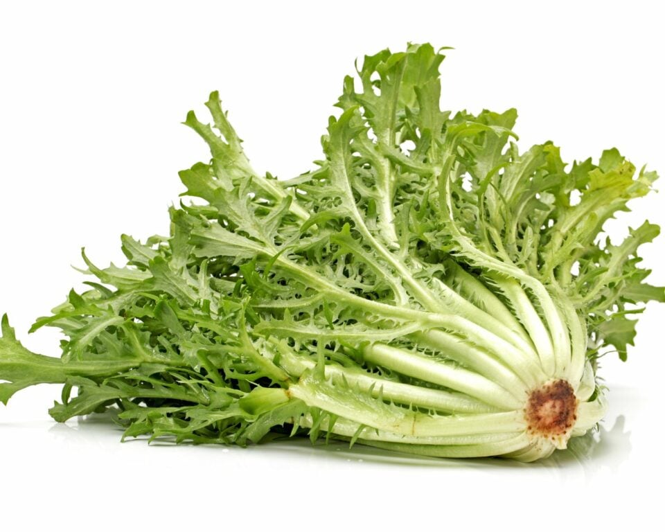 Looking at the root end of escarole, with the leafy greens pointing away from the image.