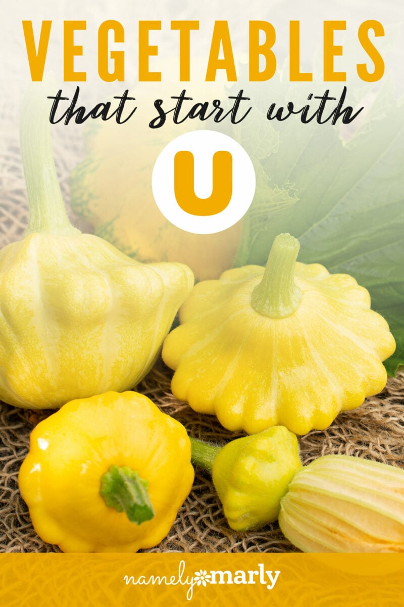 Some yellow squash are stacked together. The text reads, Vegetables that start with U.