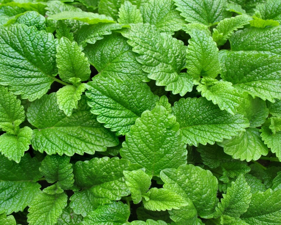 Looking down on a crop of green Kinh Gioi balm leaves.