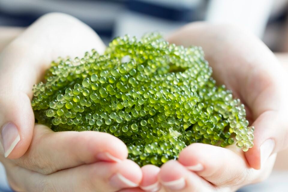 Hands hold bright green umibudo sea grass.