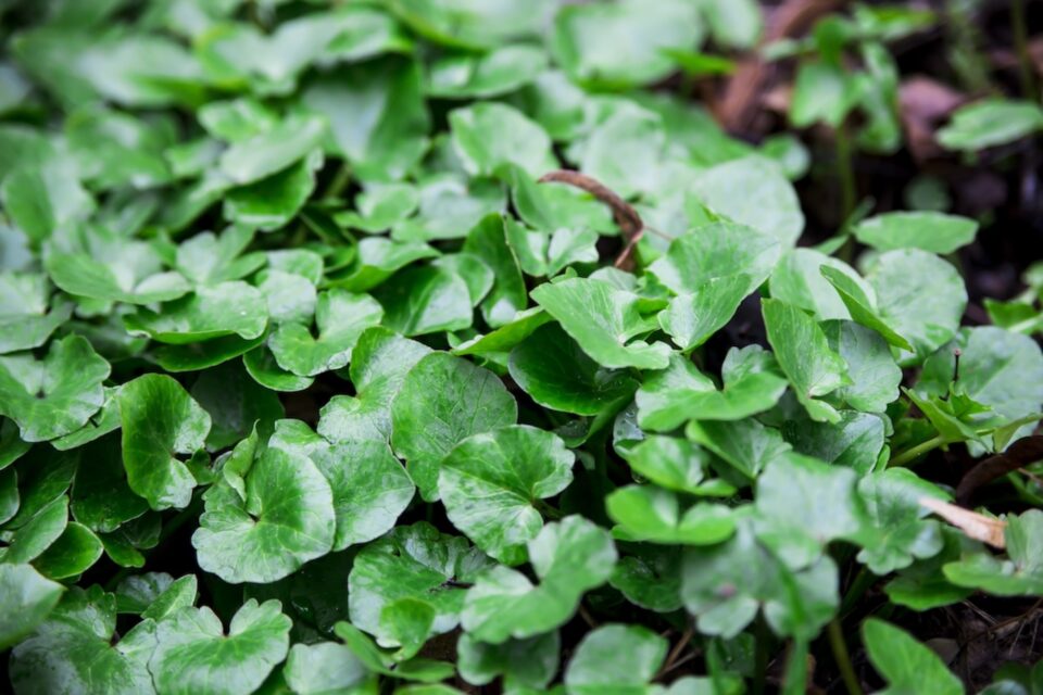 A closeup image of a field of vibrant greens.