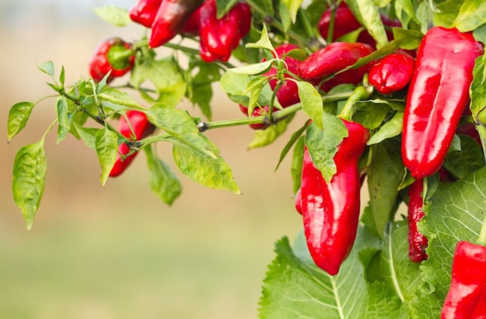 Several red peppers grow on a green plant.